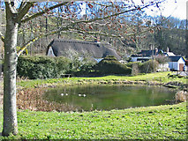 ST9417 : Village pond Tollard Royal Dorset by Clive Perrin