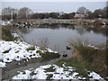 Coots on the Mead pond