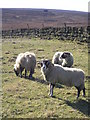 Sheep off Buckstone Lane