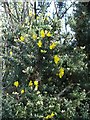 Gorse in flower