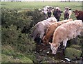 Cattle on the Blackheddon Burn