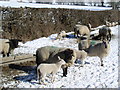 SJ1153 : Sheep in the snow by Eirian Evans