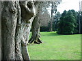 Nymans Gardens-row of trees