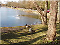 Geese by frozen Long Pond, Totteridge Common