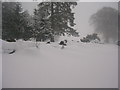 Snow drifts by Hazlehead Golf Course