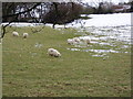 SJ1054 : Welsh mountain sheep by Eirian Evans