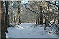 Dornoch - Earls Cross Wood