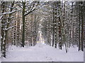 Winter snowscene at Den Wood, Countesswells