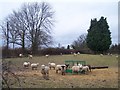 Smallholding, Crippetts Lane near Leckhampton