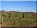 SP0654 : New orchards near Weethley Gate by David Stowell