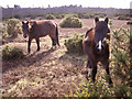 SU4301 : Ponies on Blackwell Common, New Forest by Jim Champion