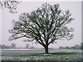 SJ4513 : Tree in March snow by Keith Havercroft