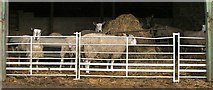 NU1506 : Sheep by Christine Westerback