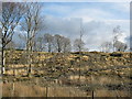 Trees by the A83 at Castleton.