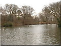 The Serpentine, Moor Park