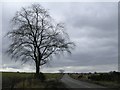 Lone Beech at Dykehead