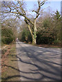 Beechwood Road at Beechwood House, New Forest