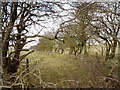 Hedge near Rhoslydan