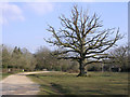 Oak on the green, Bartley, New Forest