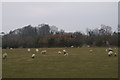 Barn and Sheep