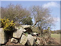 Gate and gorse