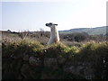 Llama at Trevarrack