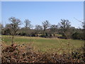 Copse, North Boarhunt