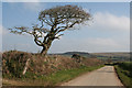 Bocconoc: tree by the entrance to Hill Farm