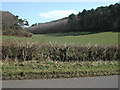 View Eastwards over fields to Canon