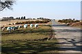 Road over Whitchurch Down - and Sheep