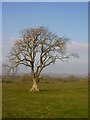 NY0927 : Tree in field near Eaglesfield Crag by Iain Macaulay