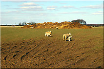 TF1396 : Wold Sheep by David Wright