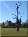 Dead tree at Cuerden Hall