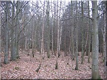 NT5370 : Playmuir Wood. by Richard Webb