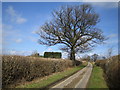 Tree on lane to Trowley Bottom