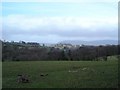 Coed Acas fields and view