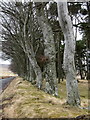 Trees lining the road at Mayshiel