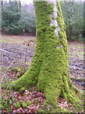 SU3704 : Mossy beech trunk in Tantany Wood, New Forest by Jim Champion