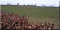 Beech hedged farmland with sheep.