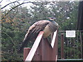 SX1764 : Peacock at Trago Mills by Phil Williams