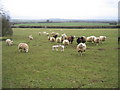 Sheep near Farnborough