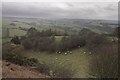 Sheep in a sheltered spot