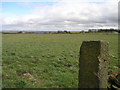 Gatepost and Field