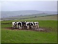 SX7767 : Cattle feeding near Landscove - South Devon by Richard Knights