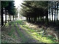 Track through Greenside woodland