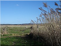 TR0664 : Sheep grazing Graveney Marsh by Penny Mayes