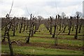 TQ7650 : Orchard at Loddington Farm by Richard Sanders