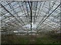 Derelict Greenhouse