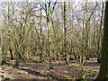 Hazel and birch woods on the approach to Pachington Farm