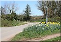 Daffodils in bloom at Coldwind Cross